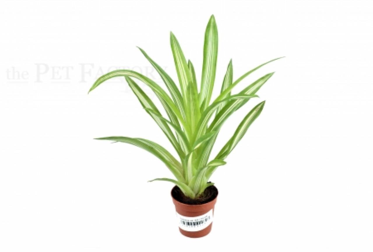 Guzmania var. ICE CREAM